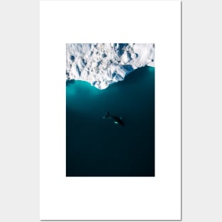 Aerial of a lone Humpback whale in front of an iceberg in Greenland Posters and Art